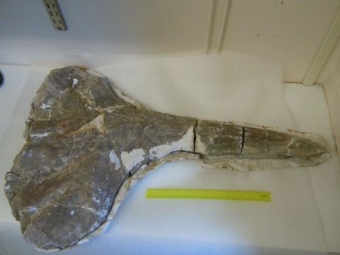 smu-whale-fossil